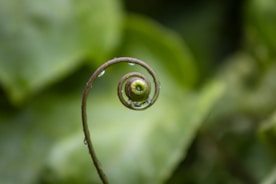 A close up of a green plant with leaves in the background