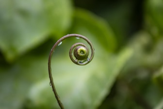A close up of a green plant with leaves in the background
