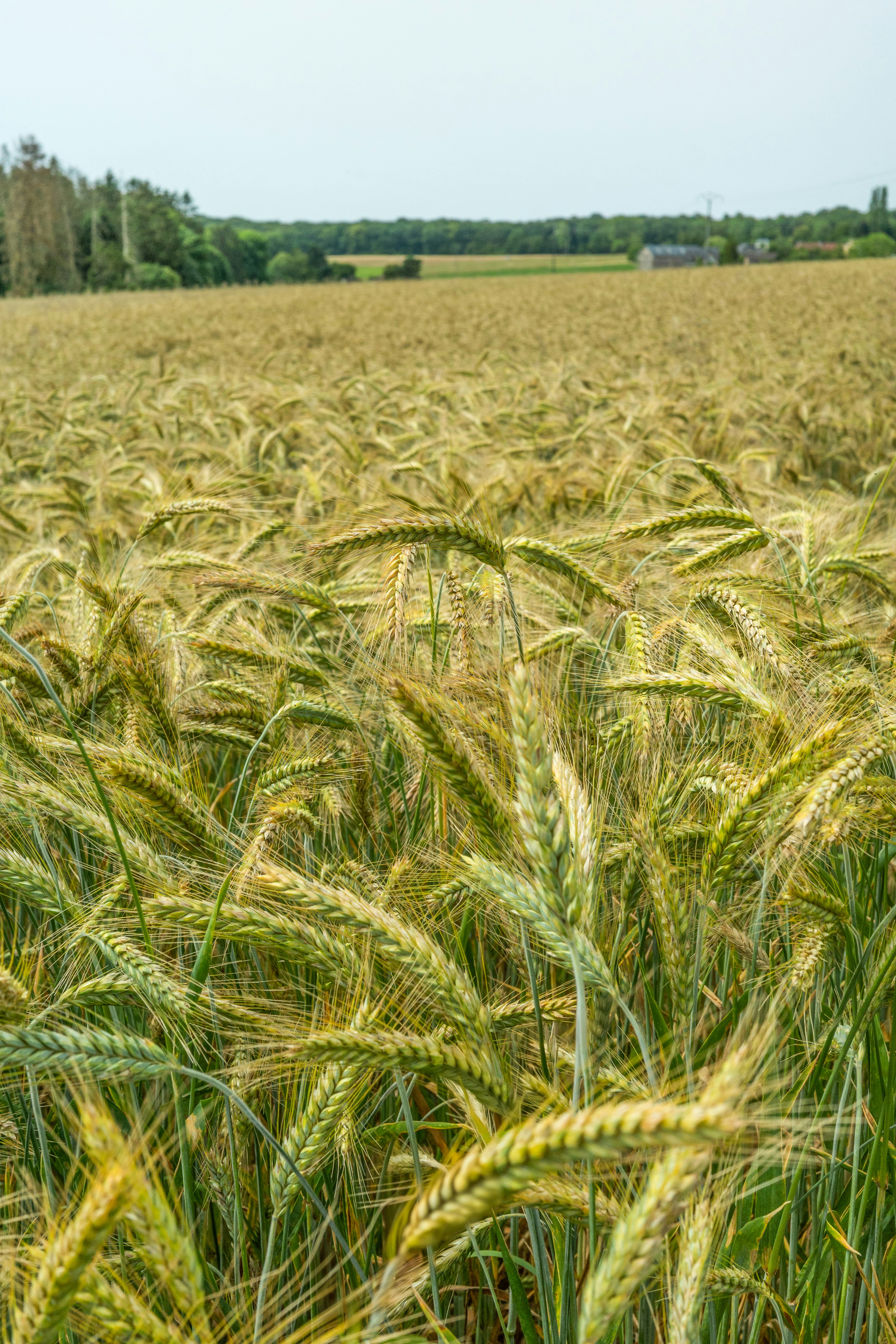 A large field of wheat with trees in the background