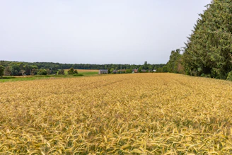 A large field of yellow grass with trees in the background