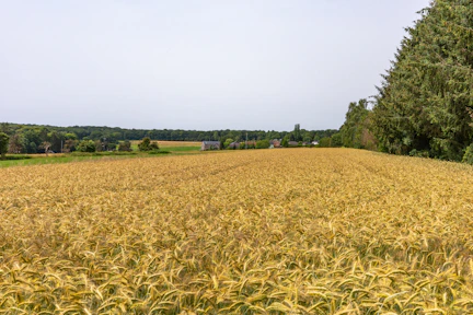 A large field of yellow grass with trees in the background