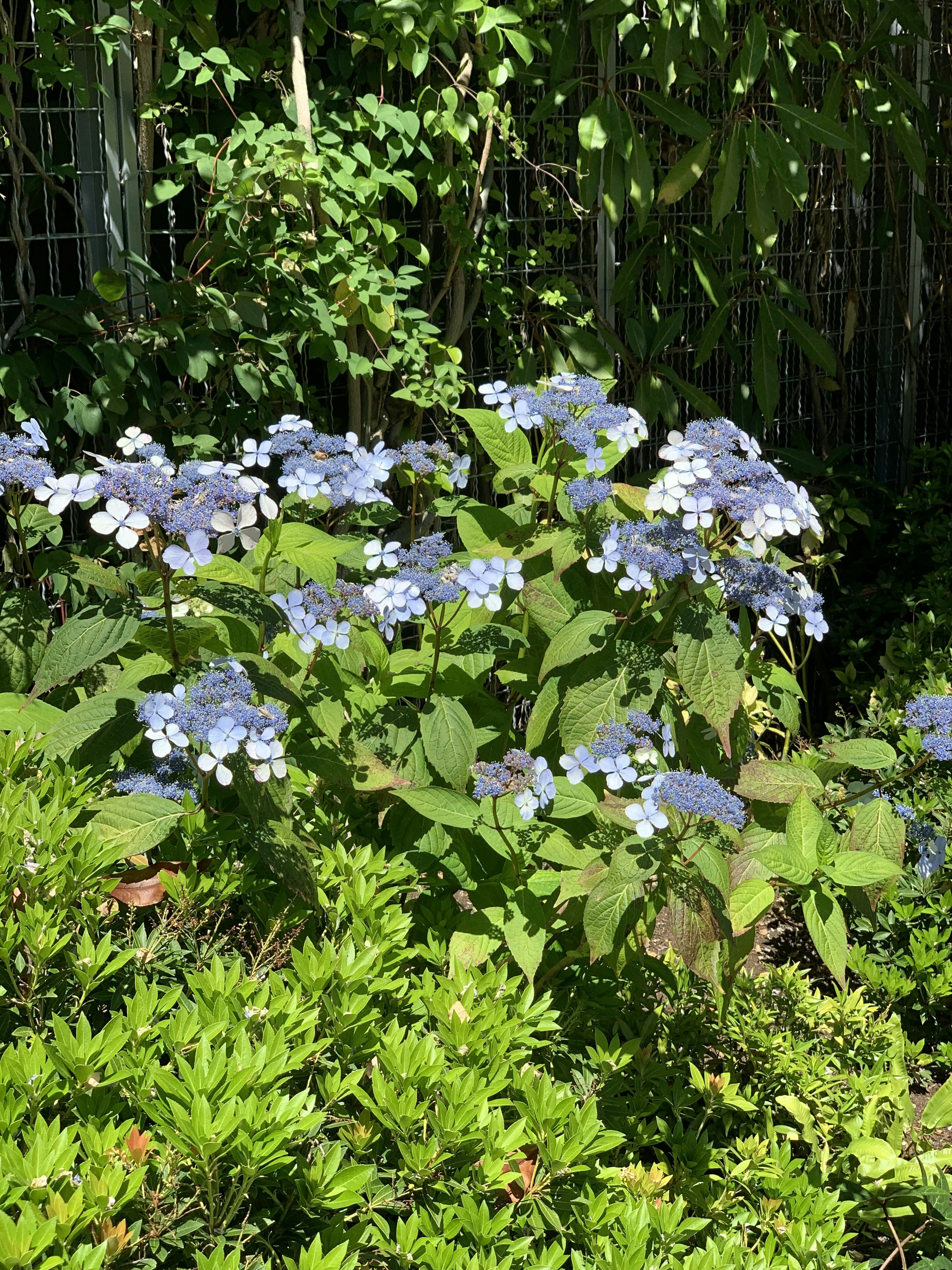 Ein Strauß blauer Blumen in einem Garten