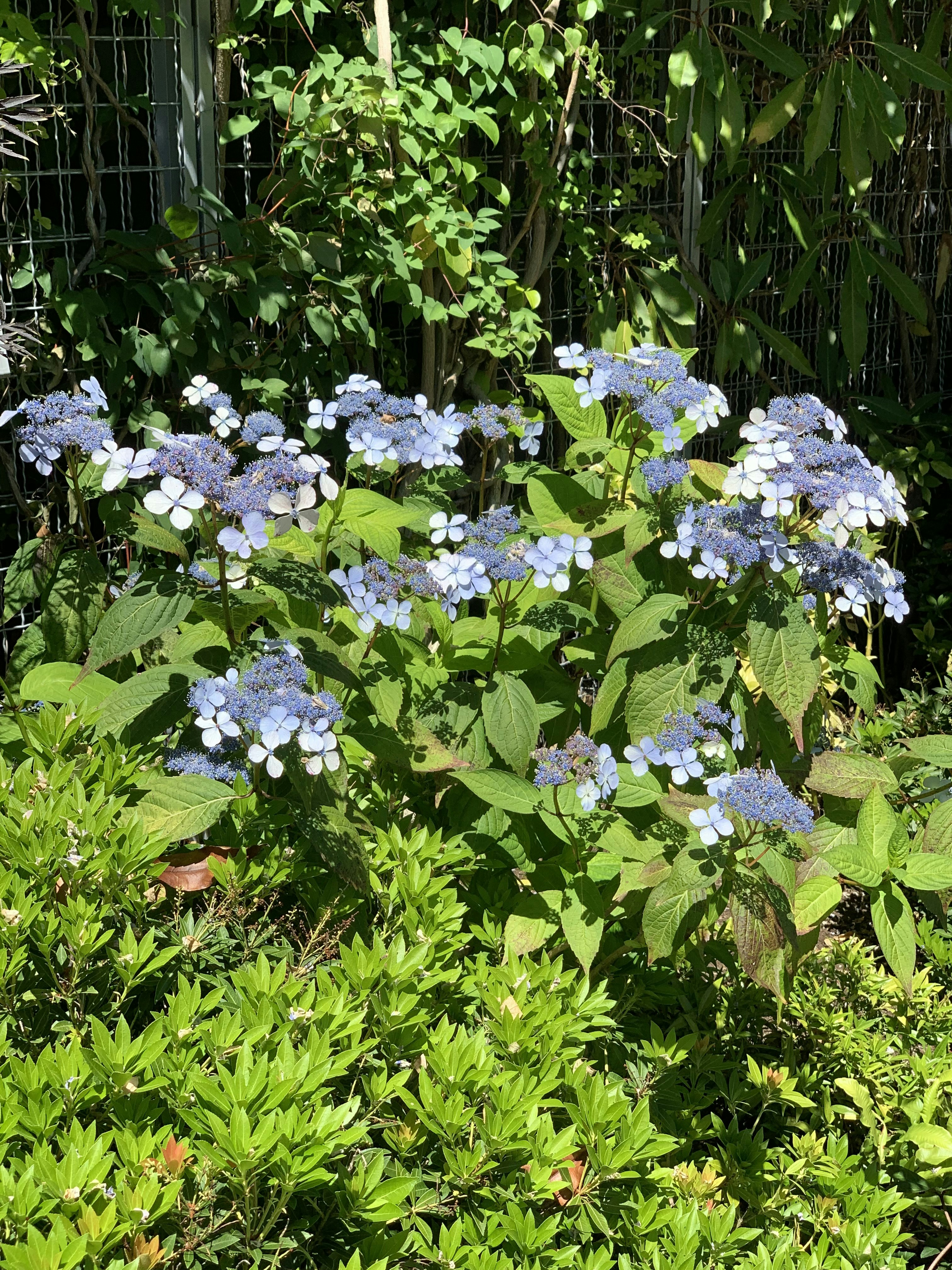 Ein Strauch mit blauen Blumen neben einem Zaun