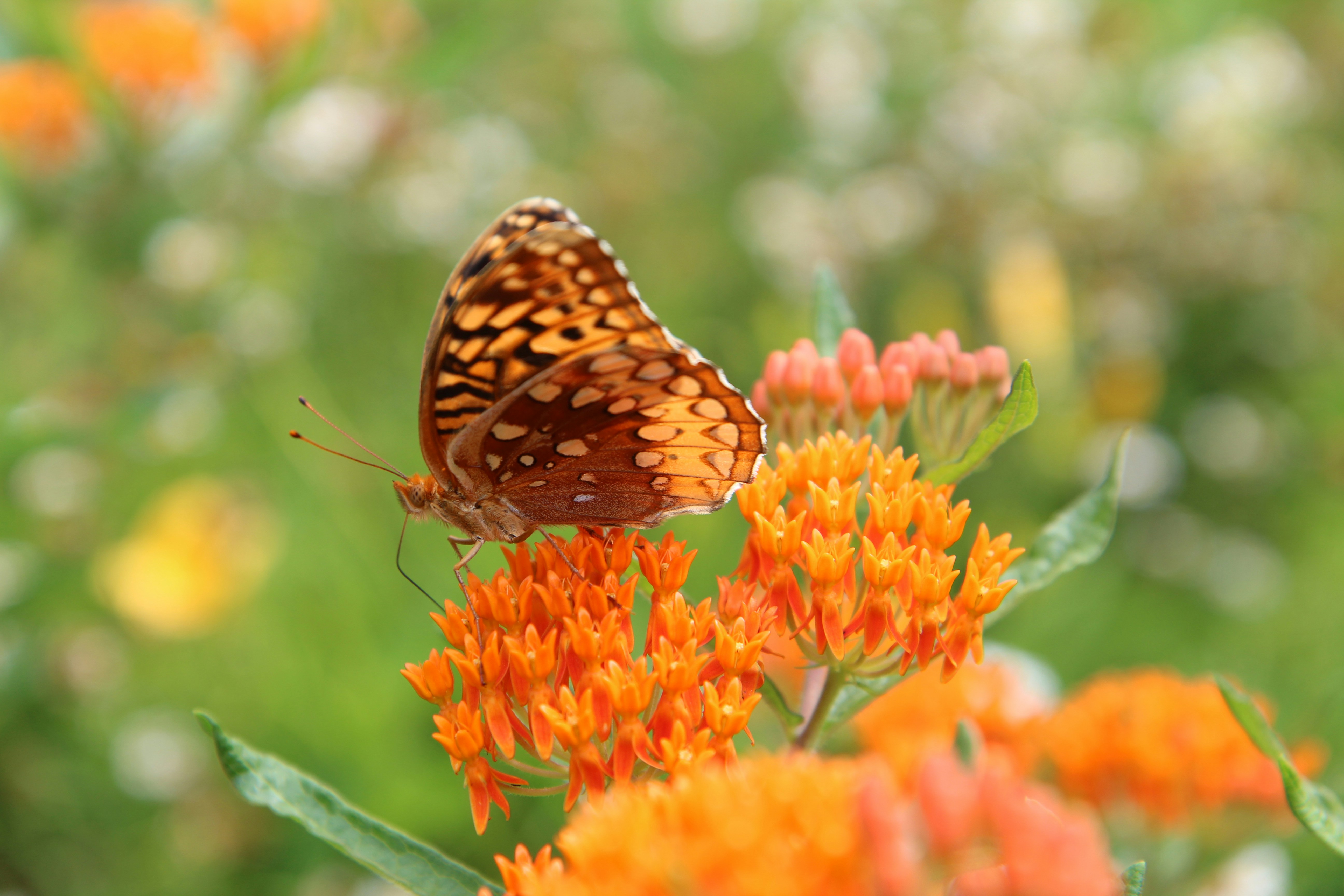 A close up of a butterfly on a flower
