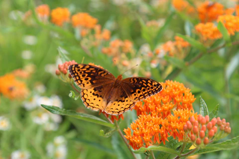 A close up of a butterfly on orange butterfly weed a flower