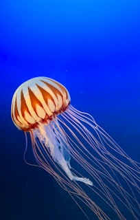 A jellyfish swimming in the blue water