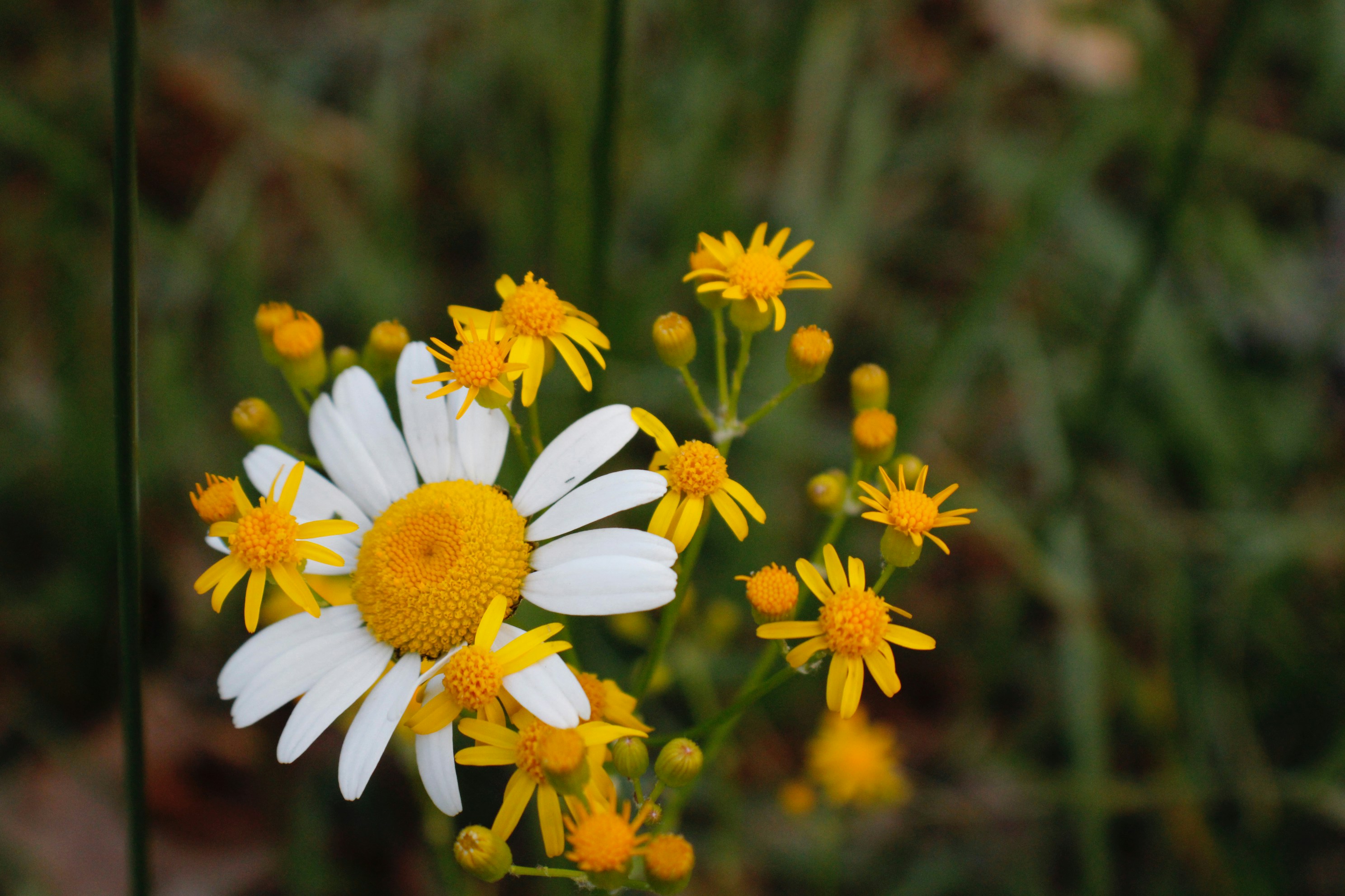 Photo by lisa_duqlaw