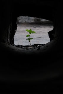 A small plant growing out of a crack in a wall