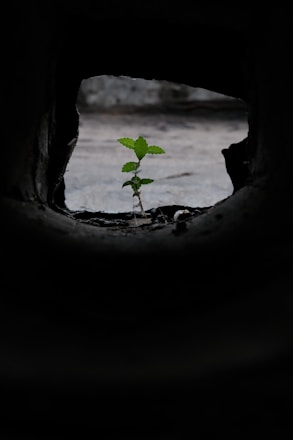 A small plant growing out of a crack in a wall