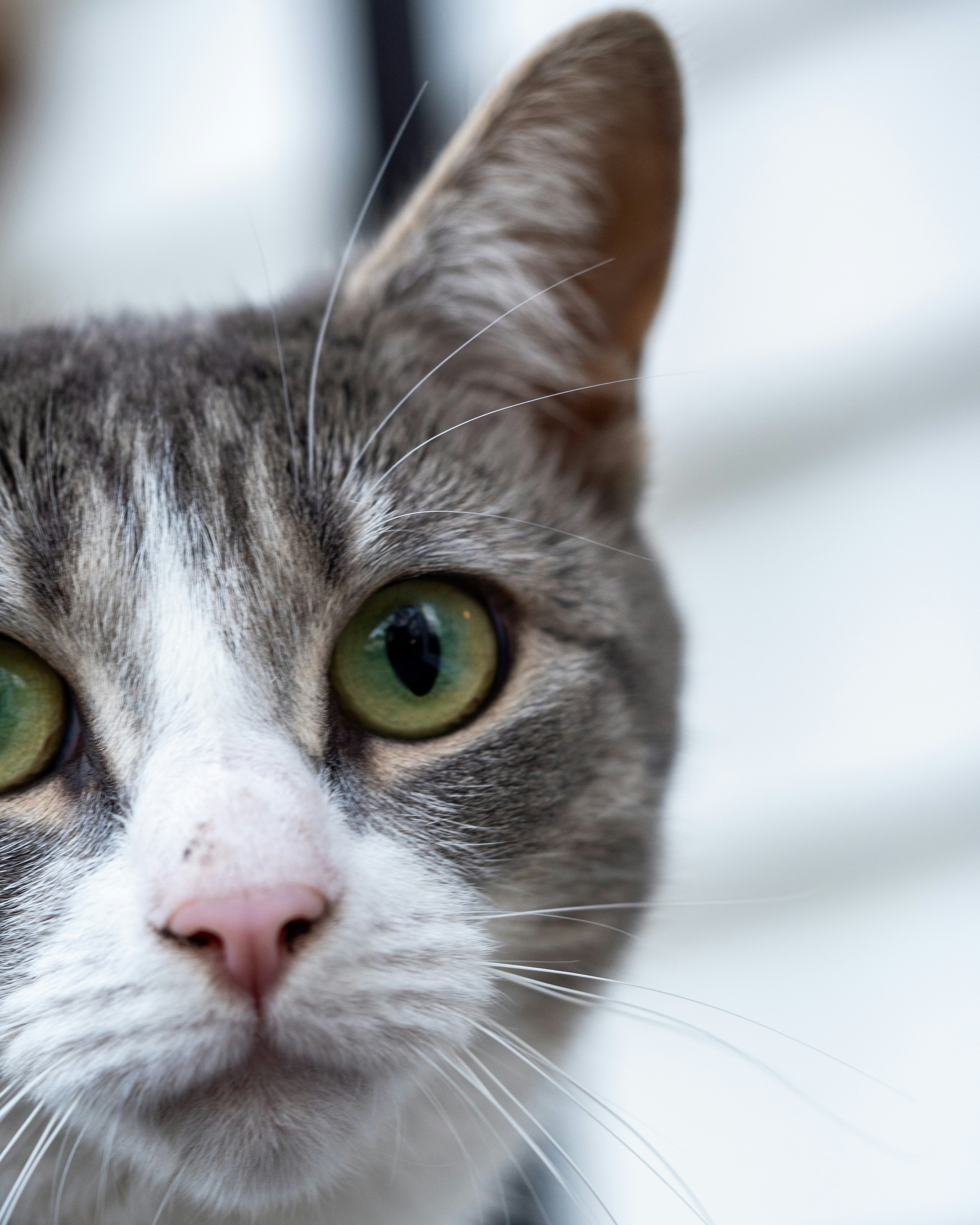 A close up of a cat with green eyes