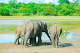 A herd of elephants standing next to a body of water
