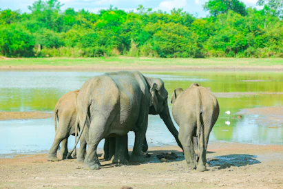 A herd of elephants standing next to a body of water