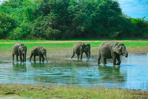 A herd of elephants walking across a river