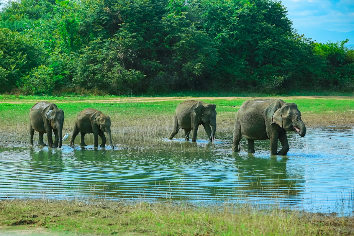 A wild Sri Lankan elephant in its natural habitat in one of the island's national parks
