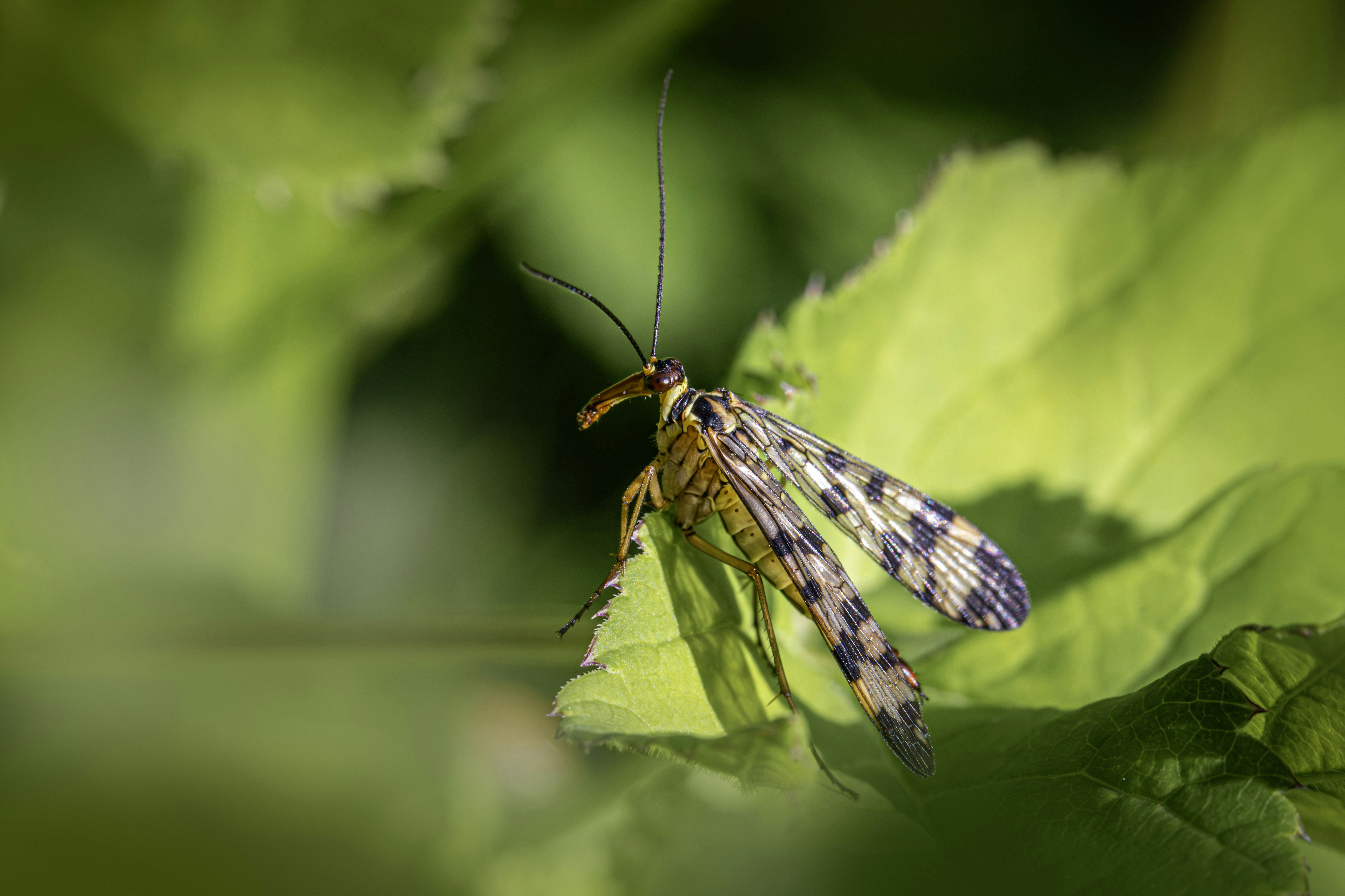 A close up of a bug on a leaf photo – Free Animal Image on Unsplash