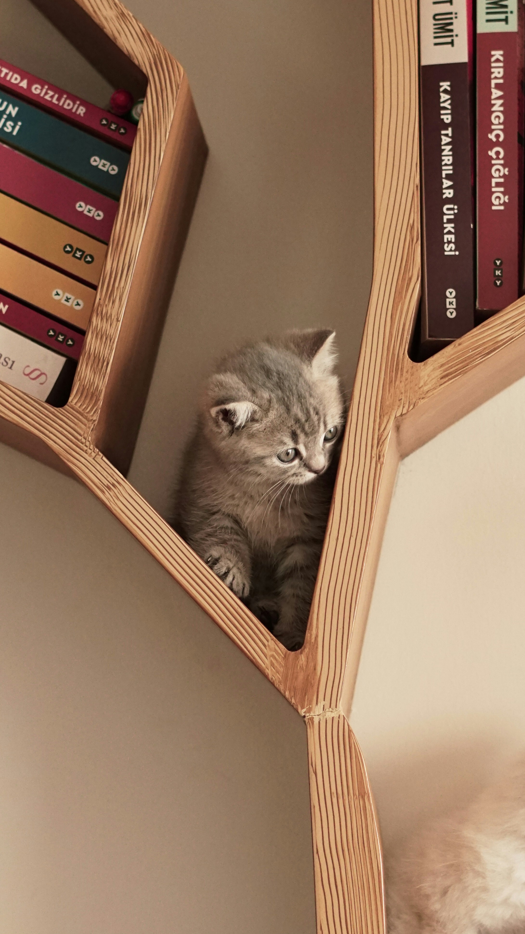 A cat that is sitting on a book shelf