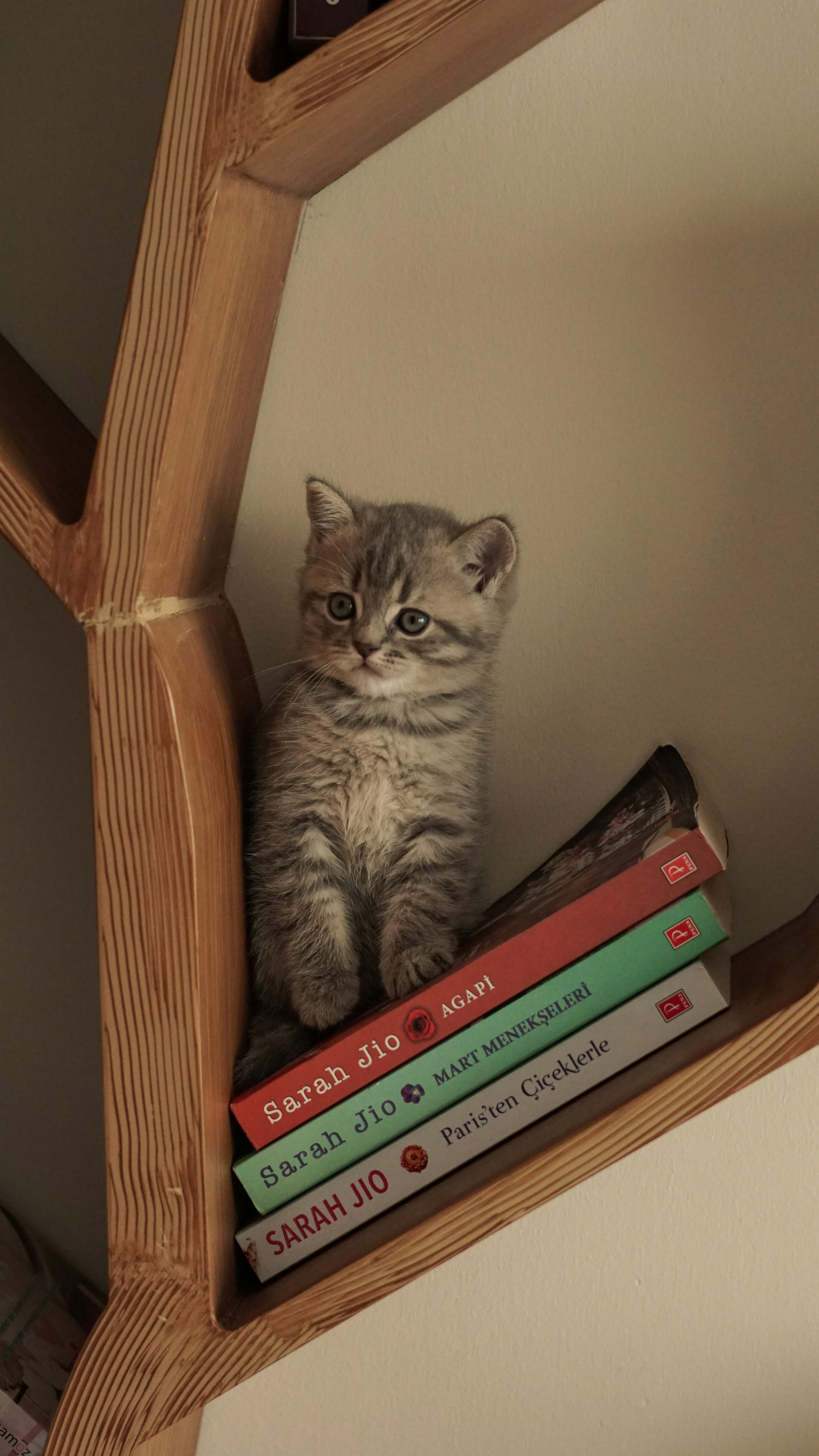 Marking Territory: Books and Cats Alike (image credits: unsplash)