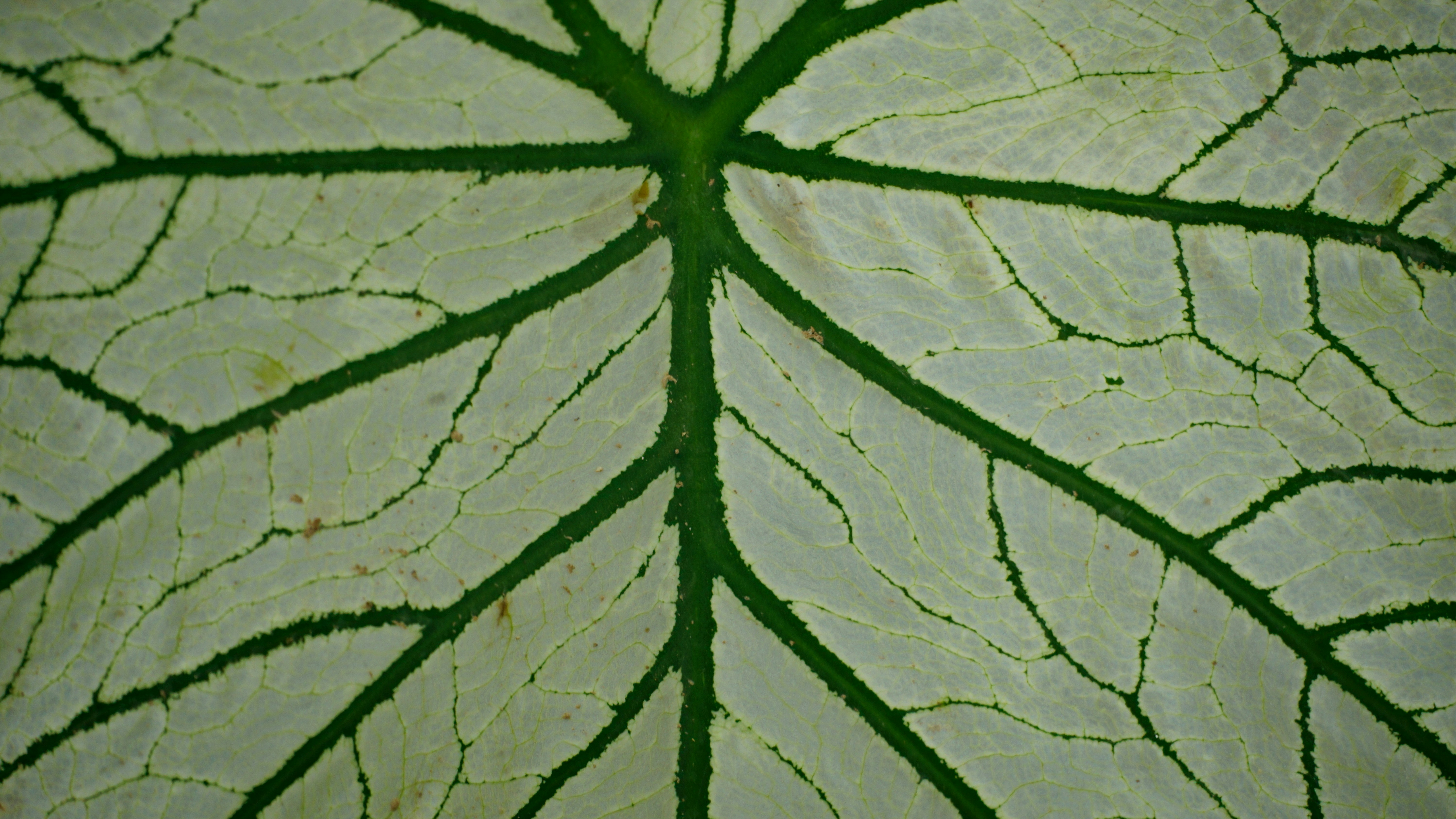 A close up view of a leaf's vein