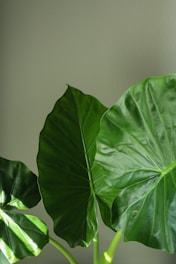 A green plant with large leaves on a table
