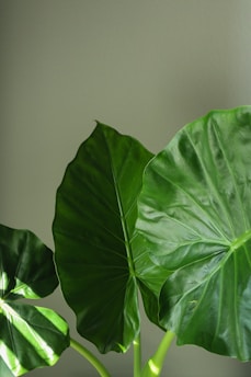 A green plant with large leaves on a table