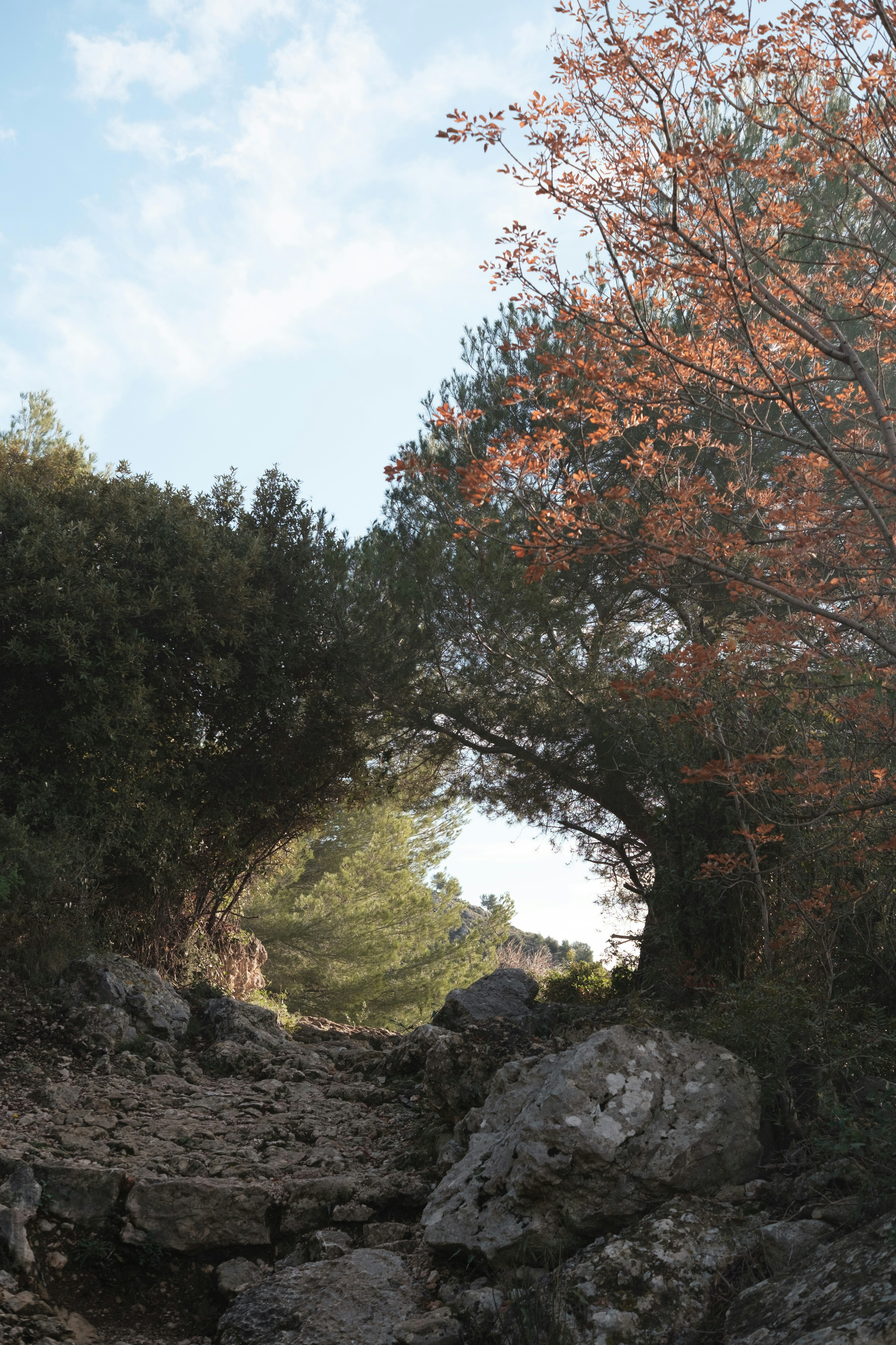 A group of trees that are next to some rocks