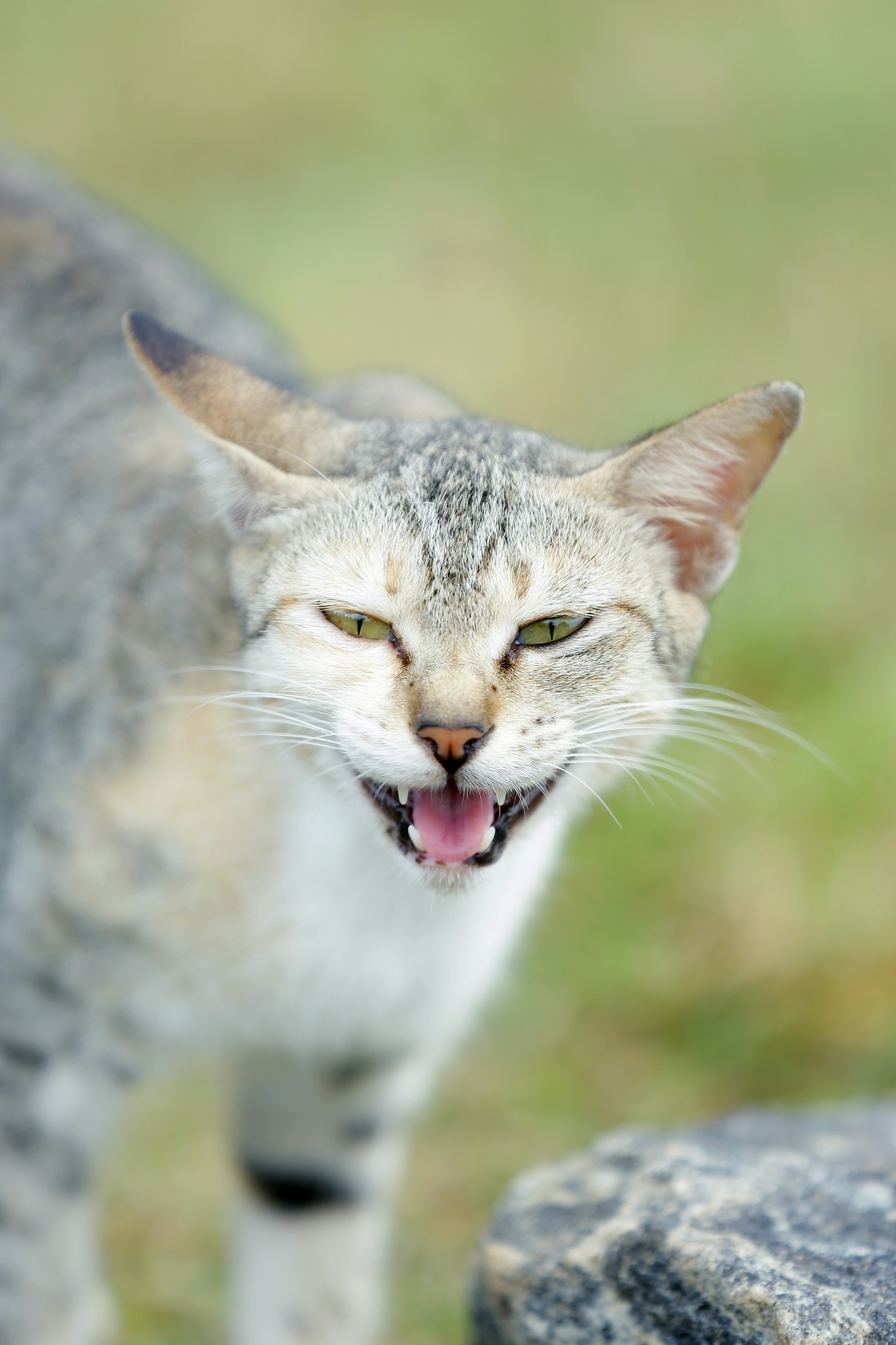 A cat with its mouth open standing next to a rock