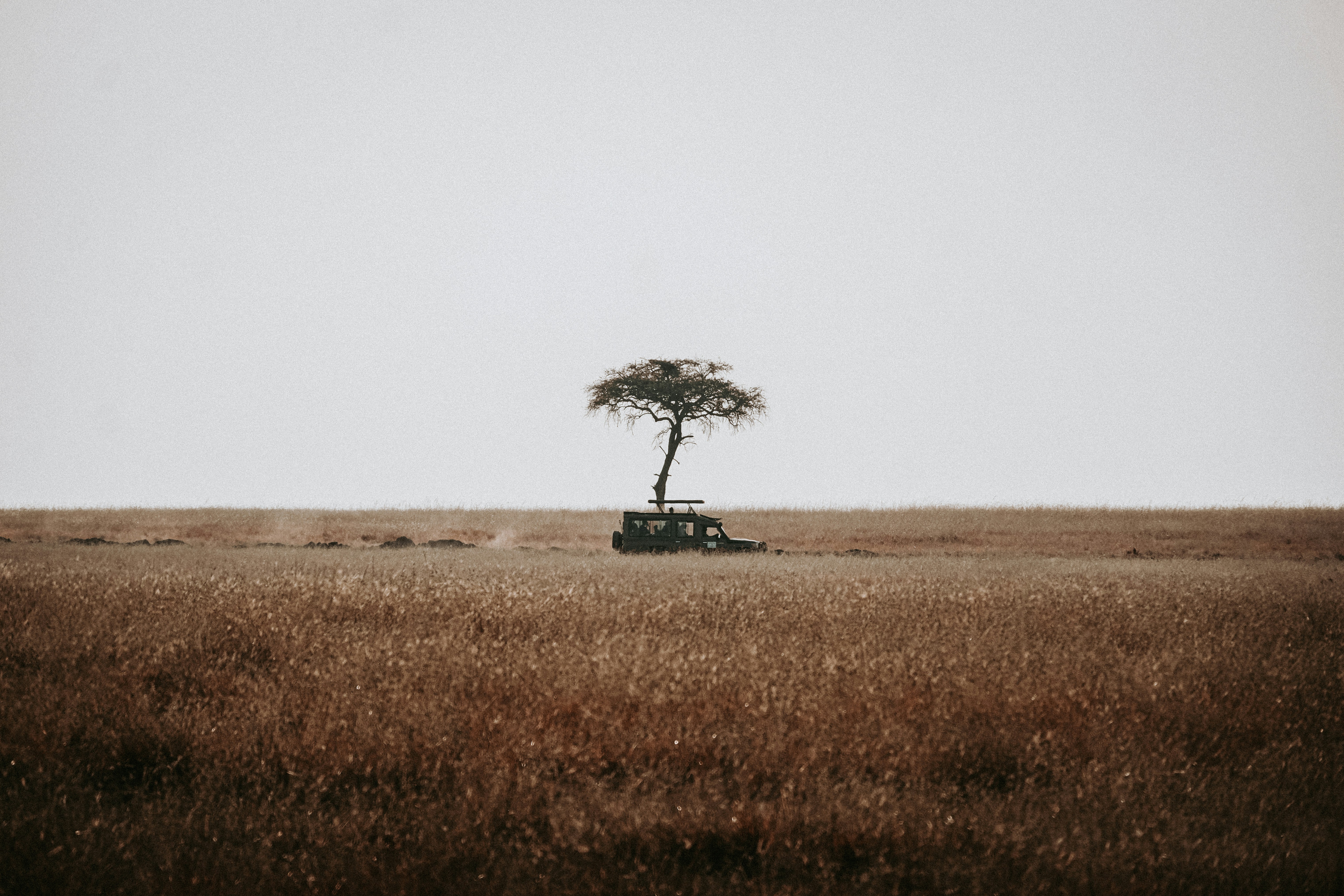 A lone tree in the middle of a field