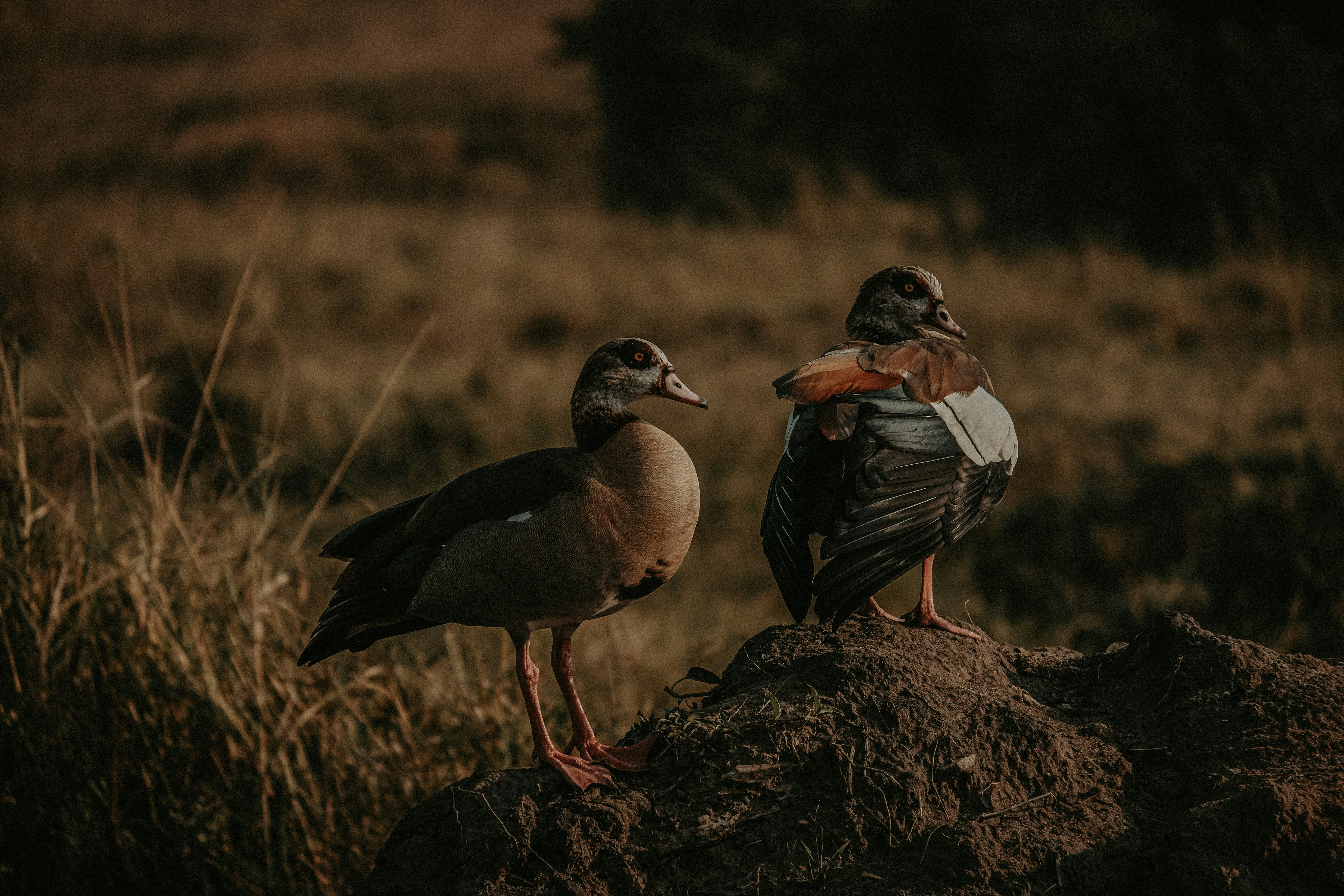 A couple of birds standing on top of a rock