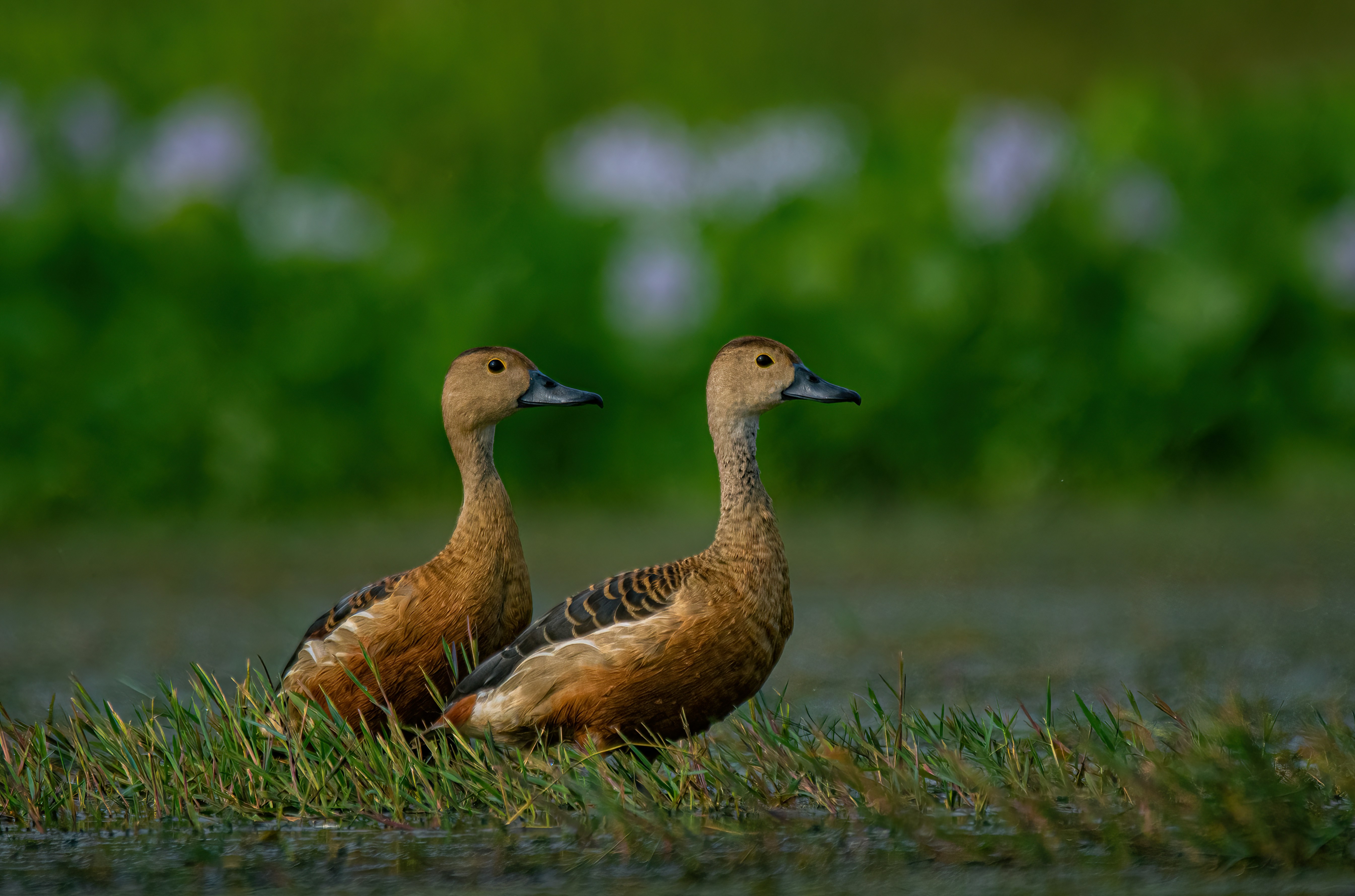 A couple of ducks standing on top of a grass covered field