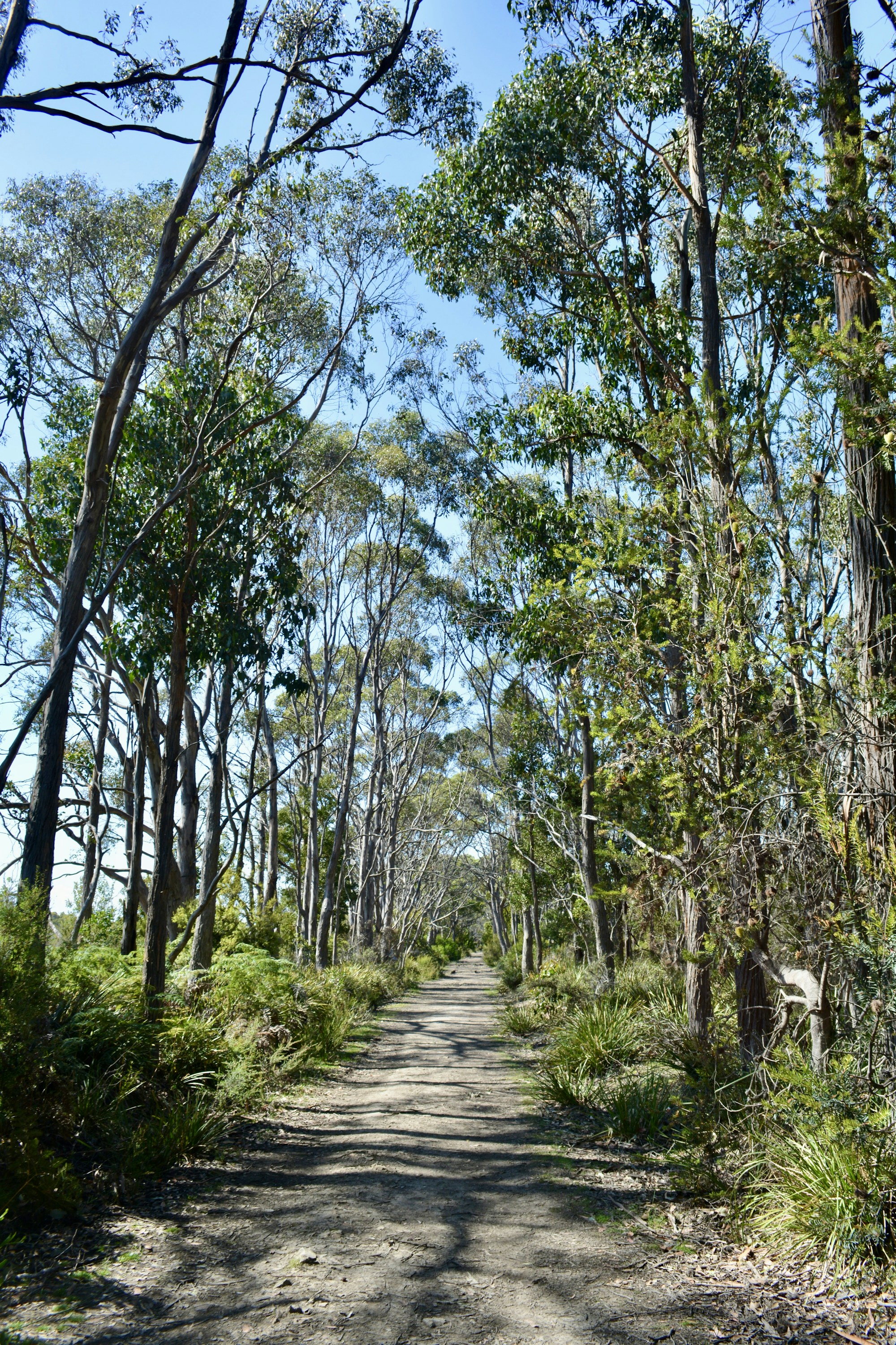Forest track