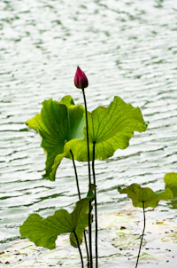 Pink lotus on water — Zen, mindfulness (Photo by Jerry She on Unsplash)