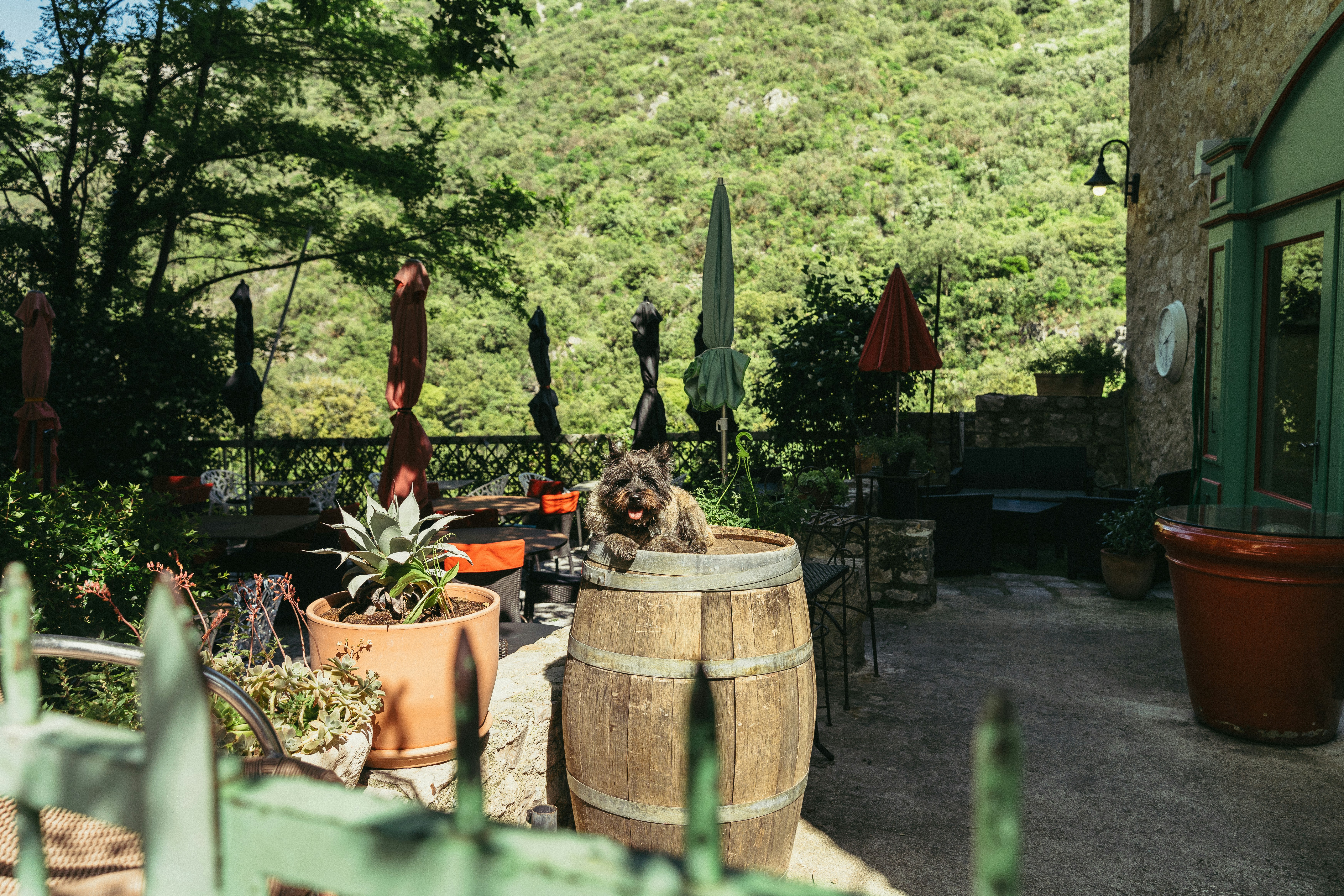 Chien sur la terrasse d'un restaurant prenant le soleil à Saint-Guilhem-le-Désert en France
