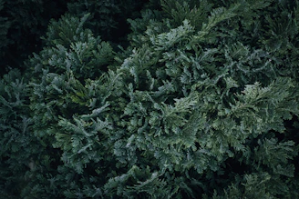 A bird is perched on top of a tree