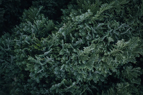 A bird is perched on top of a tree
