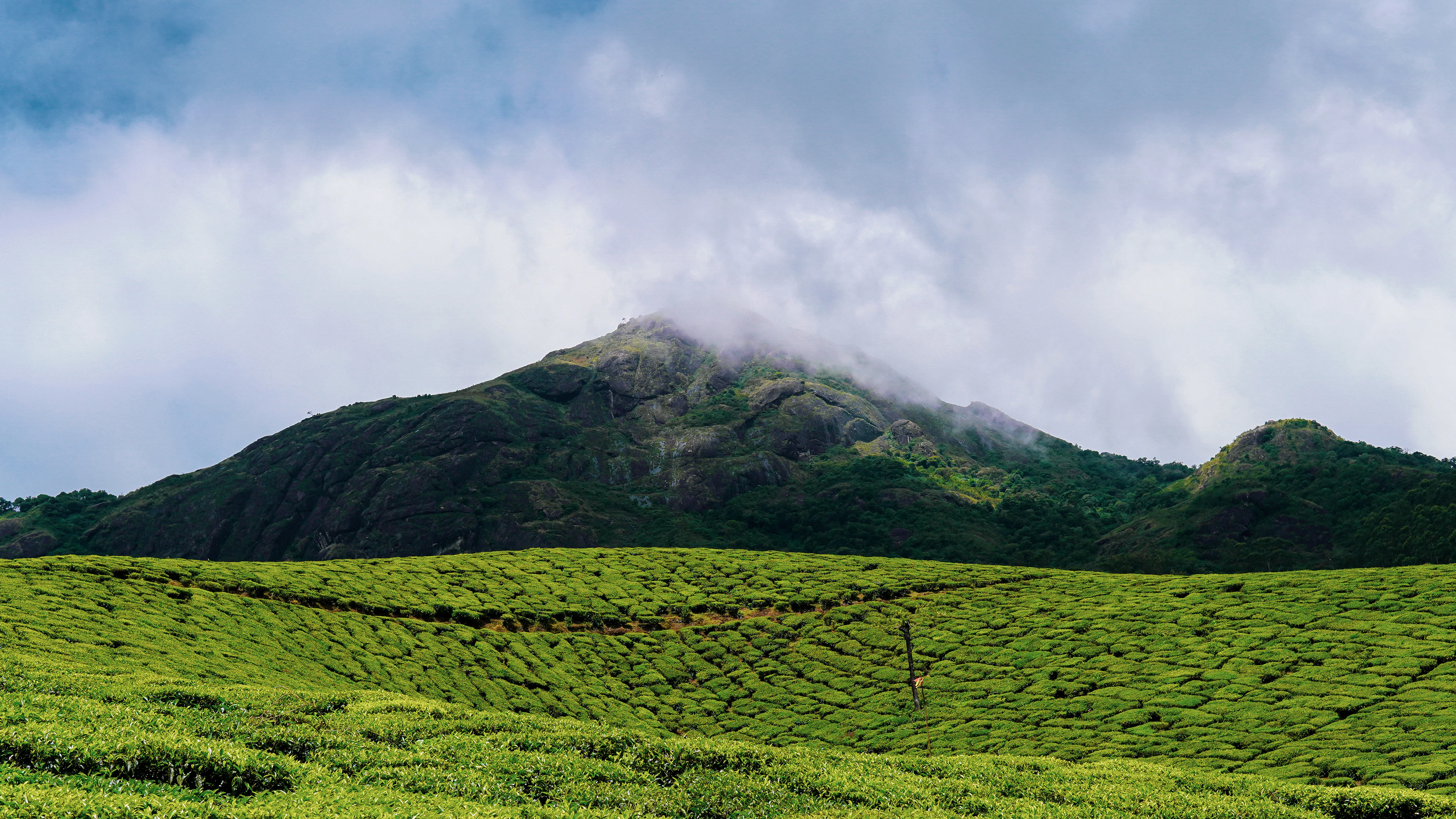 Emerald tea plantations rolling across the hills of Munnar