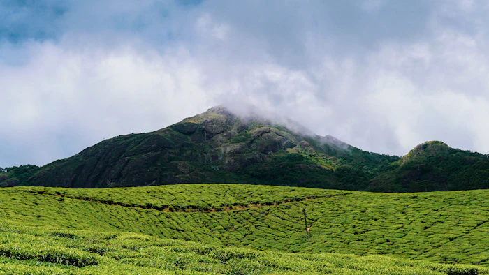 Mist rolling over tea plantations in Munnar, Kerala