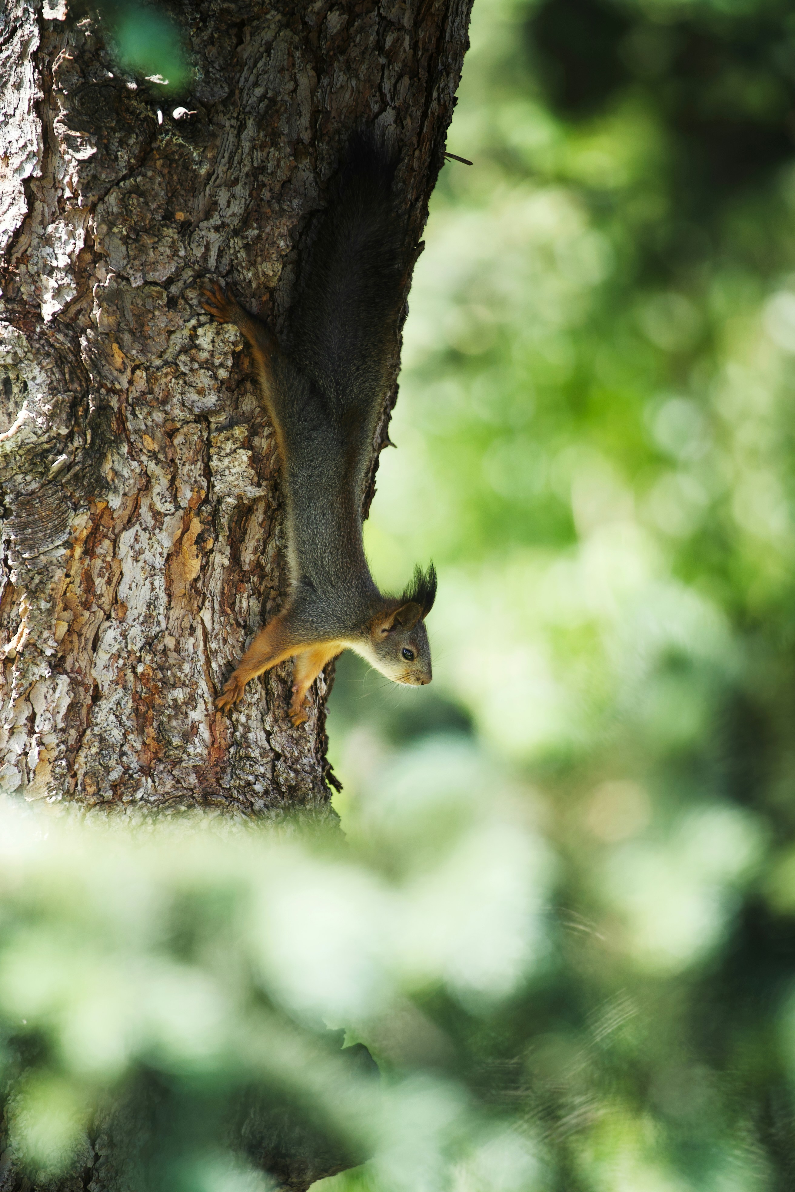 A squirrel climbing up the side of a tree