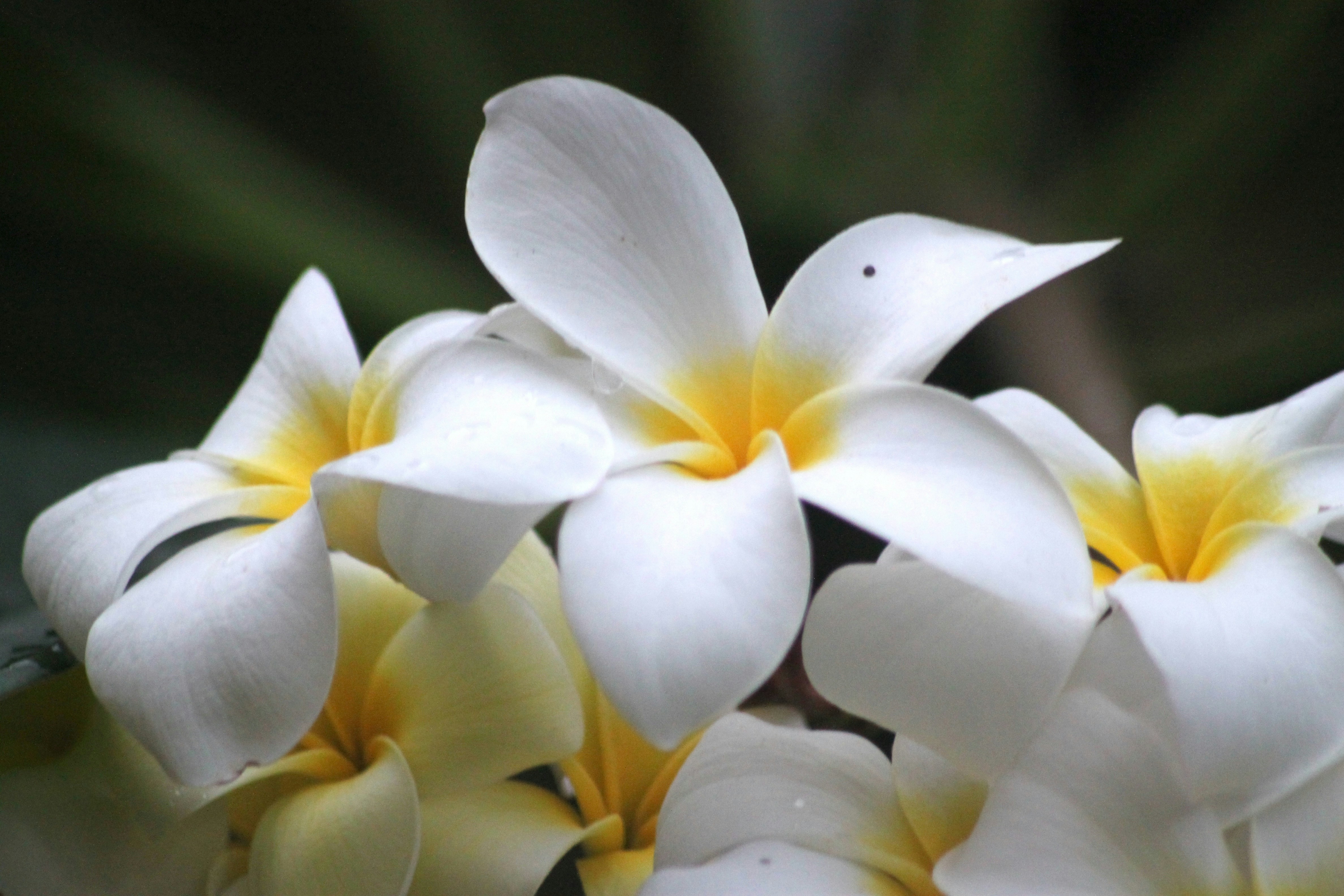 Photo by rahul_saraf