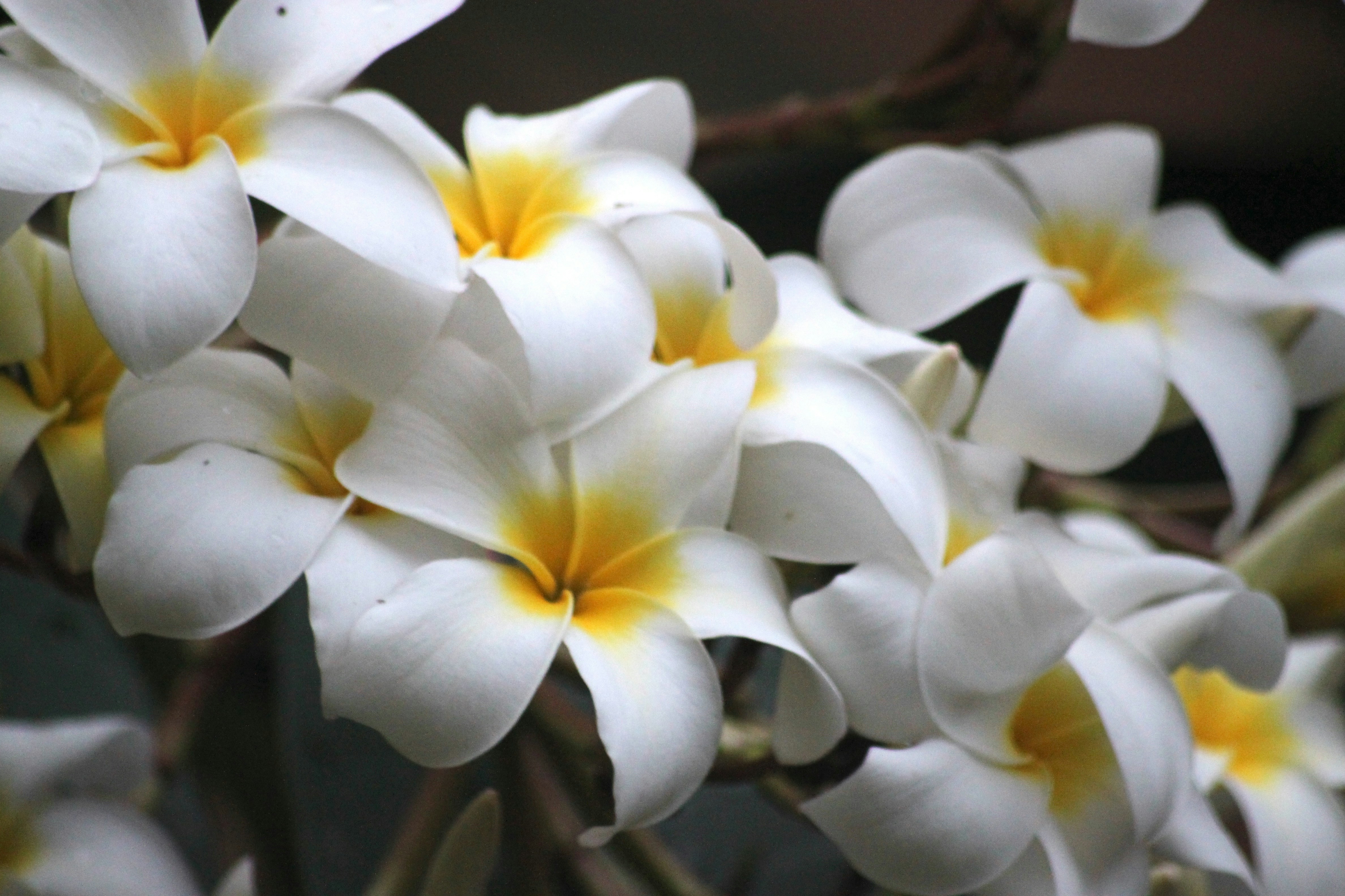 Photo by rahul_saraf