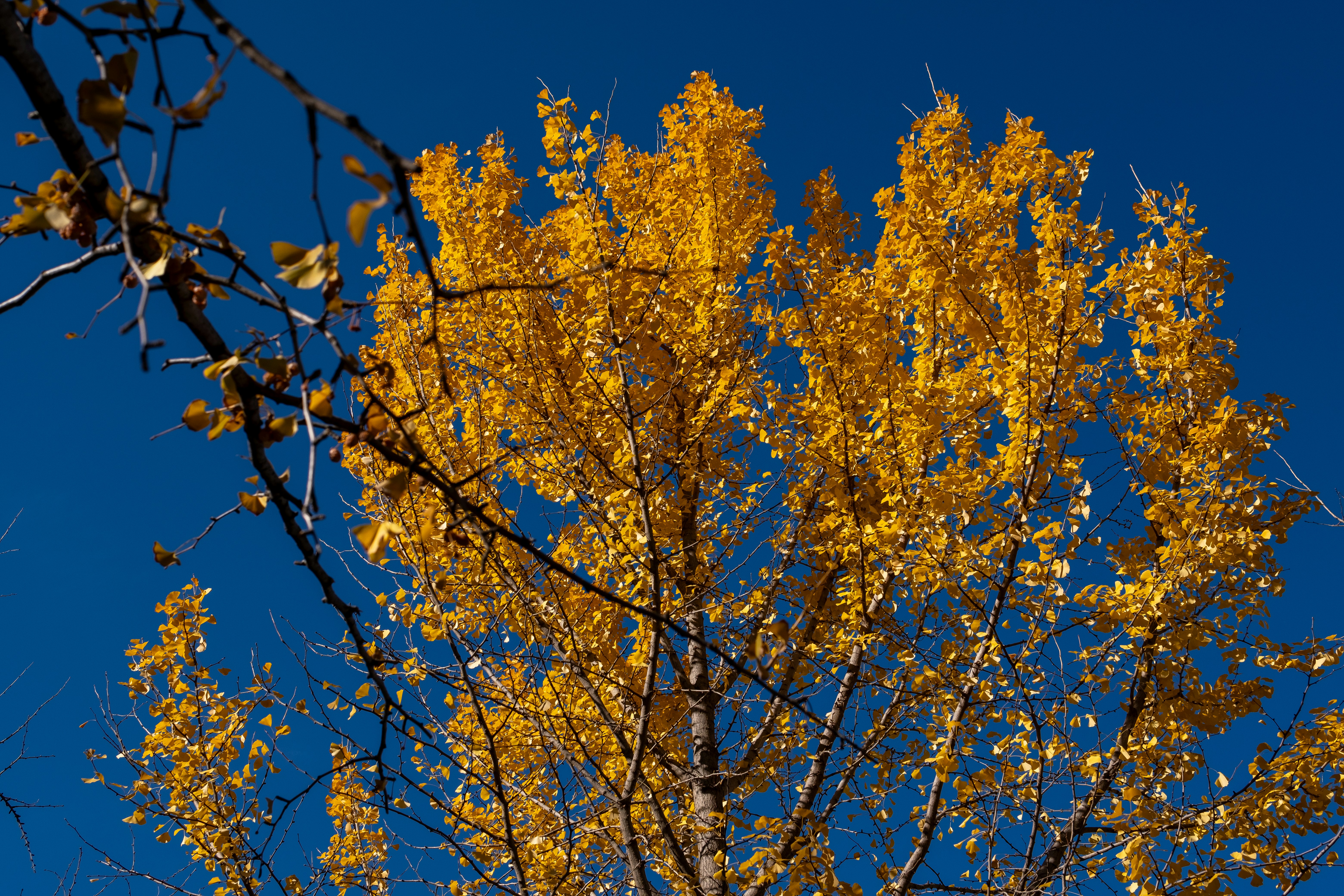 A tree with yellow leaves against a blue sky