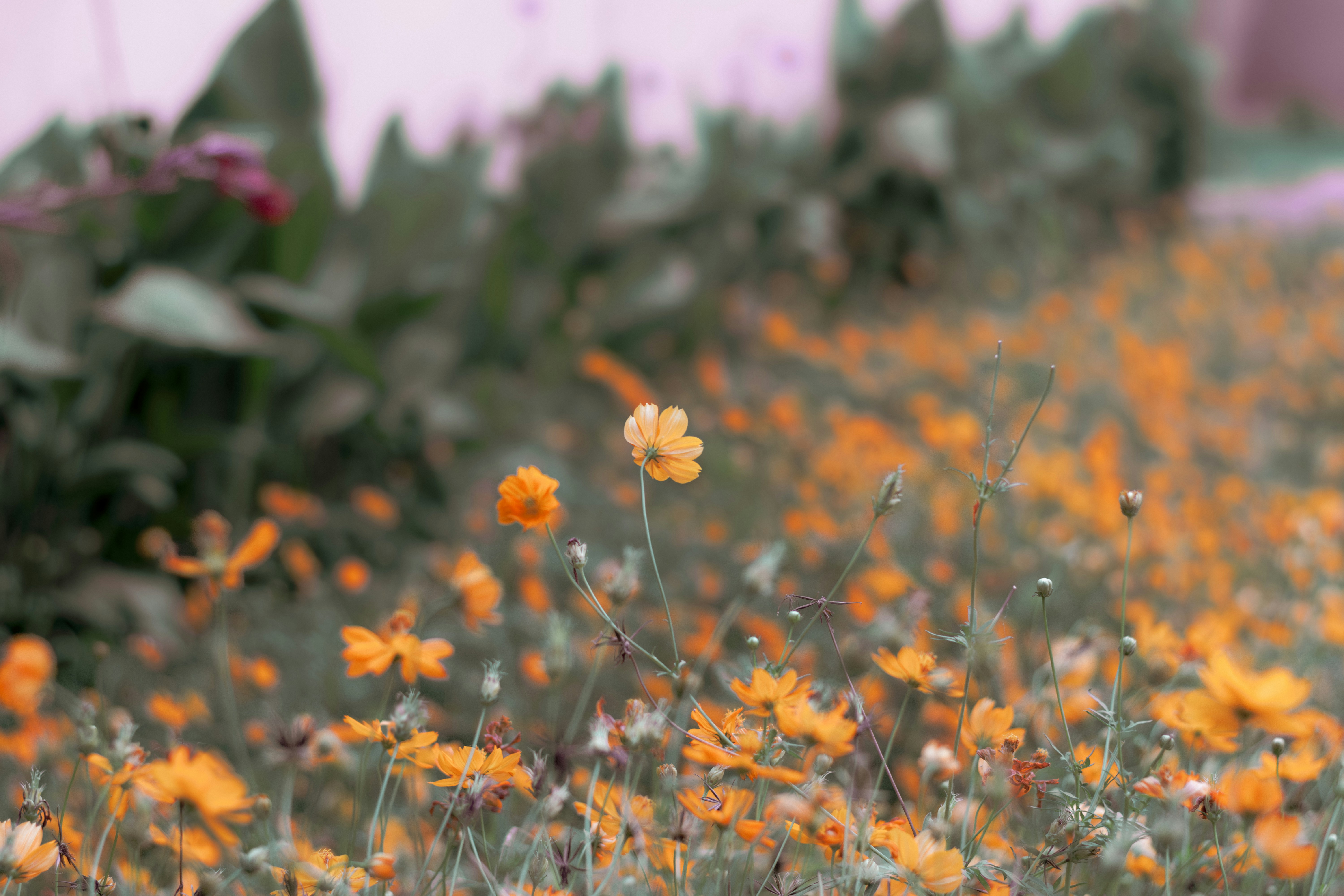 Photo by aron_nowhat