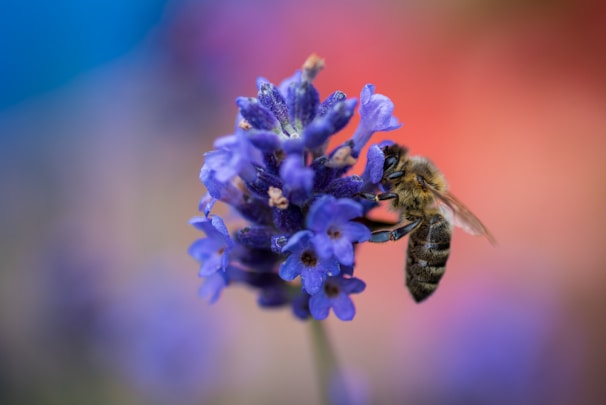 A close up of a flower with a bee on it