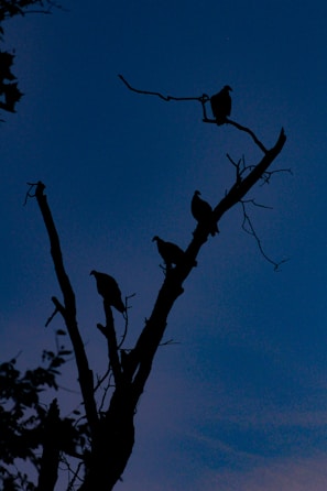 A flock of birds sitting on top of a tree