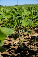 A green plant in the middle of a field