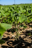 A green plant in the middle of a field