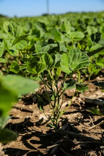 A green plant in the middle of a field