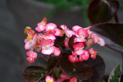 A close up of a pink flower on a plant