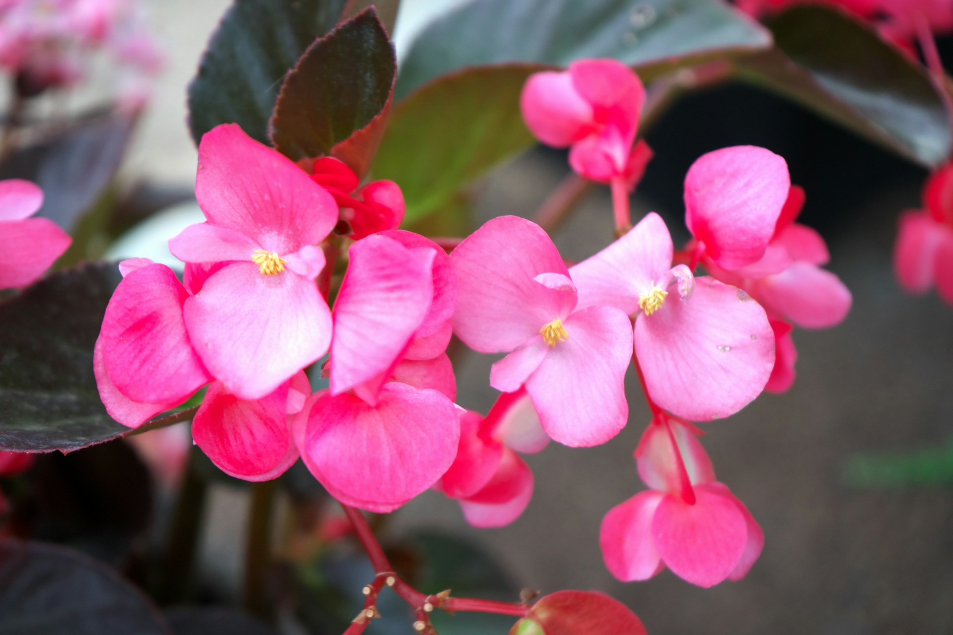 A close up of a pink flower with green leaves