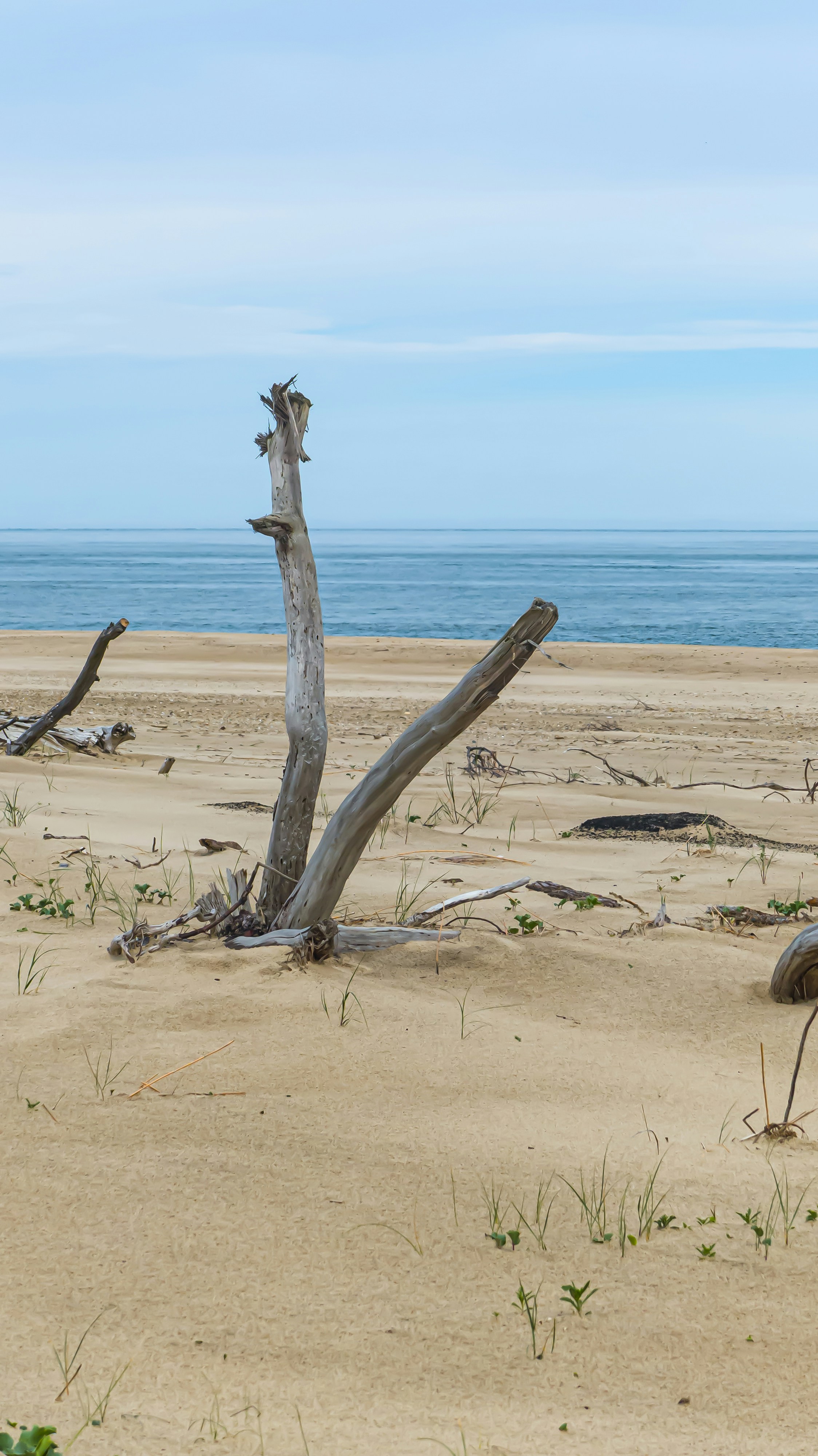A lone giraffe standing on top of a sandy beach