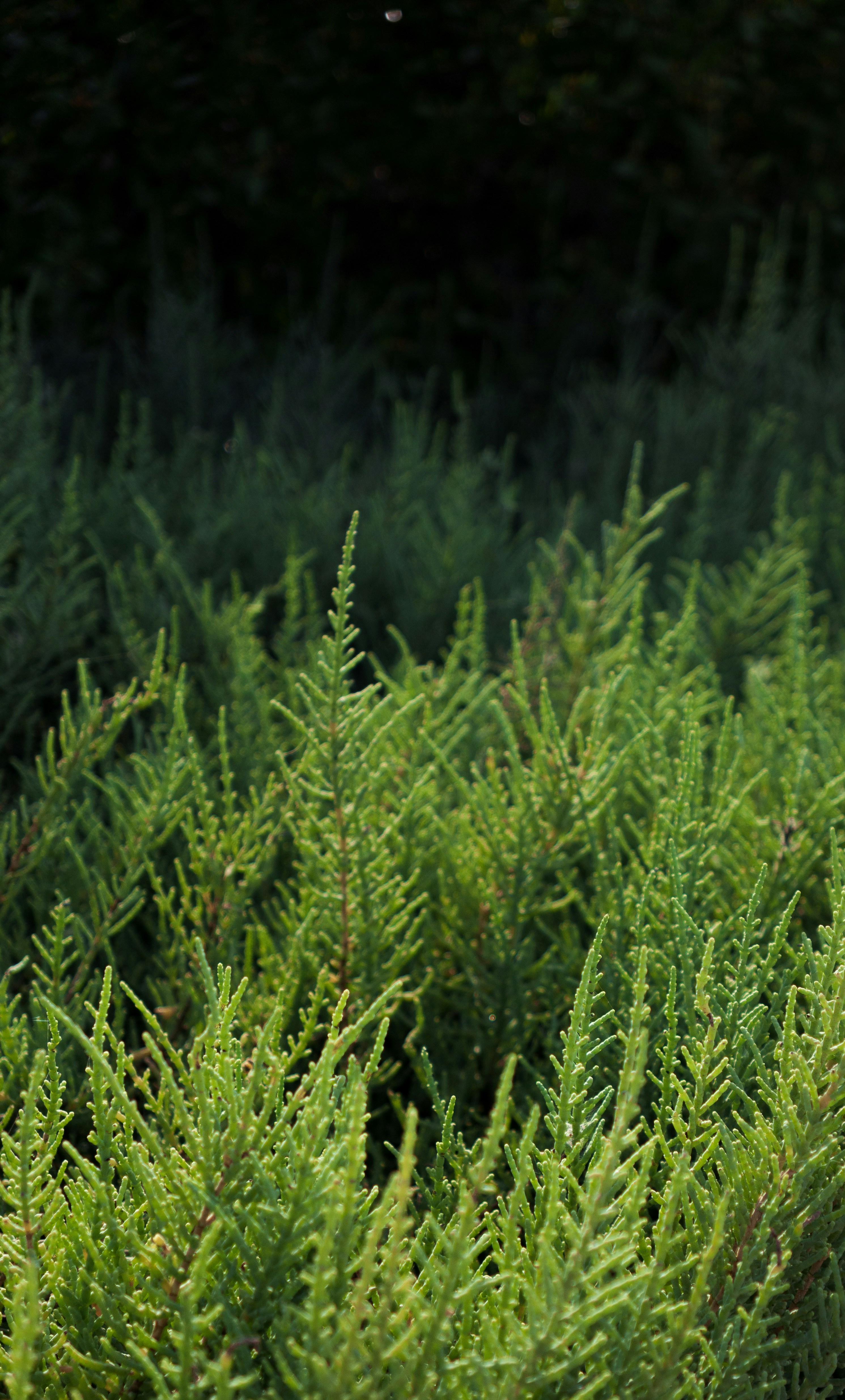 Photo by shibinjoseph